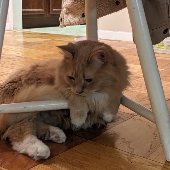 Meet your Posher, Anna - Picture 8 of 12